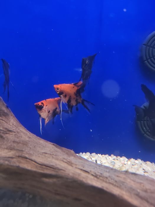Escalar red devil