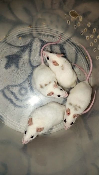 Мастомис мишь белая