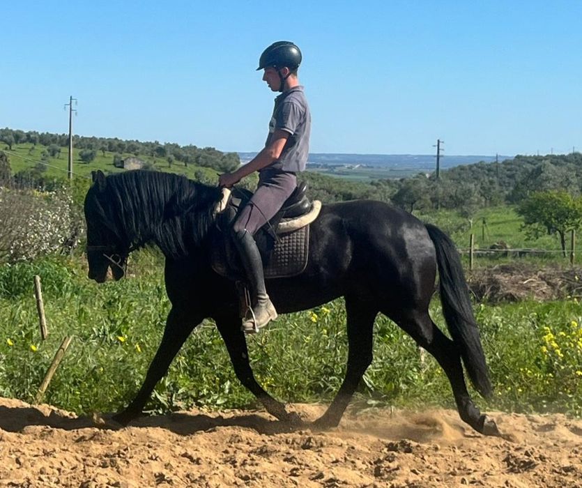 Cavalo lusitano ferro Ortigão Costa