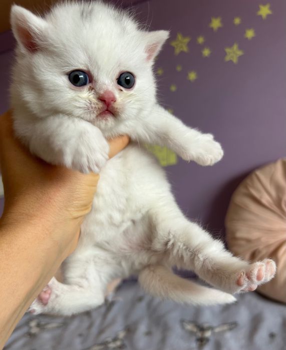 Gatinho Scottish Straight