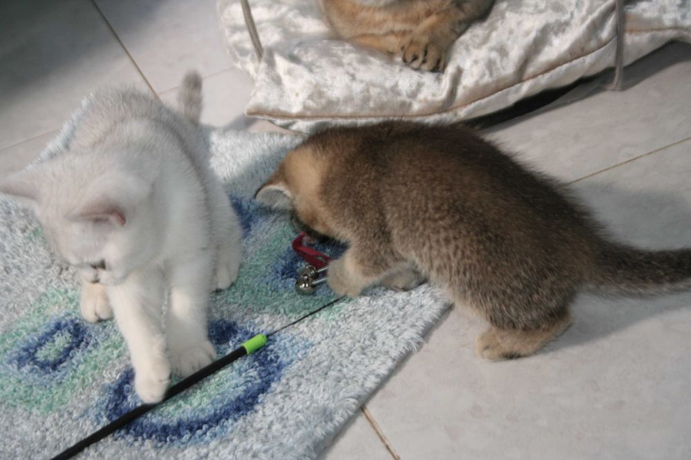 Активний хлопчик золотої шиншилли