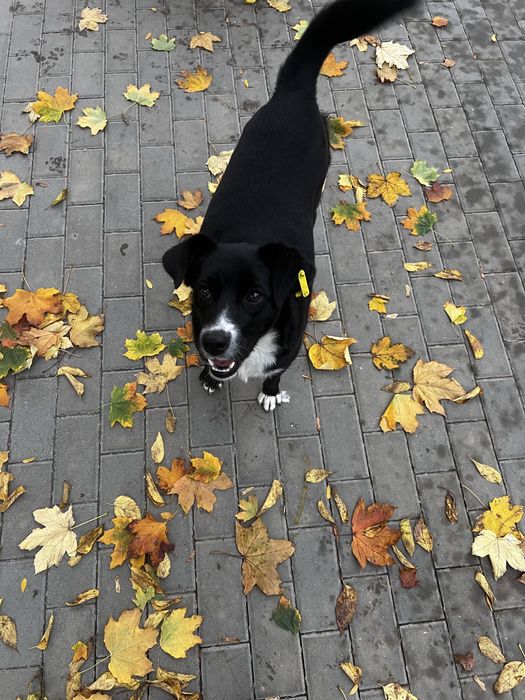 Собачка ищет дом