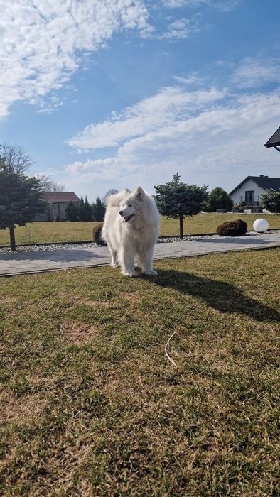 Szczeniaki Samoyed