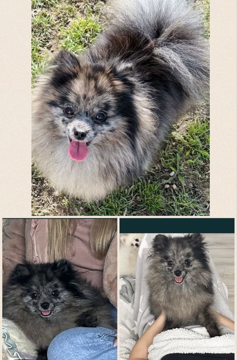 **Mija**Szpic miniaturowy, pomeranian, malutka sunia