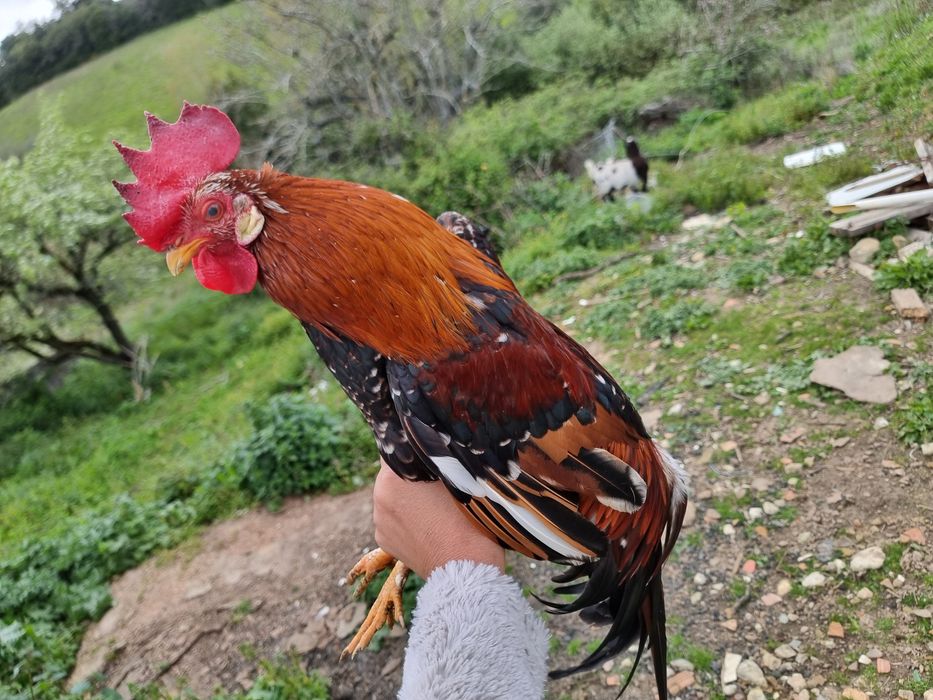 Galo Garnizé Adulto - Muito Bonito e Saudável