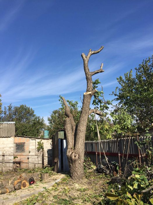 Беcплатный спил деревьев