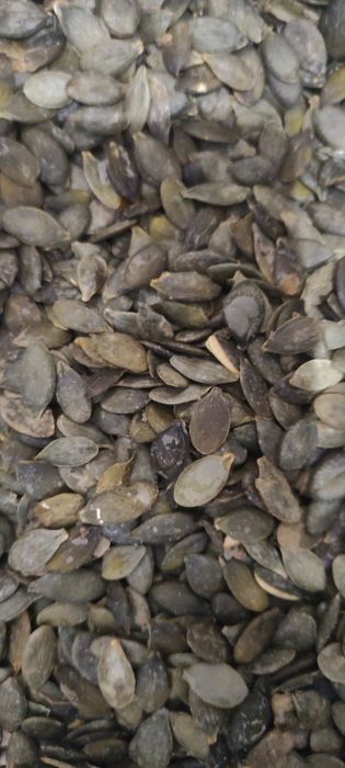 Продаю насіння голонасіневого гарбуза