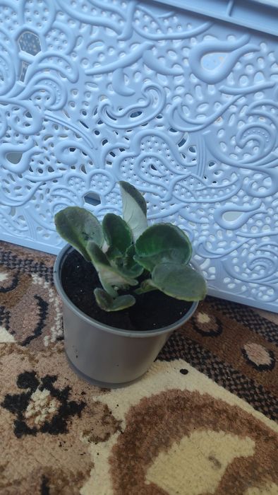 Продам саджанці фіалок