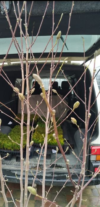 Магнолії  в контейнерах 20л