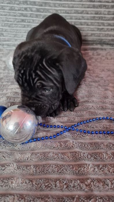 Залишився 1 хлопчик Кане Корсо!