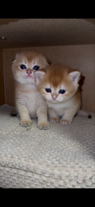 Кошенята шотландської золотої шиншили