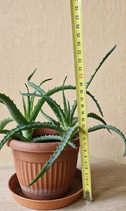 Aloes drzewiasty aloe arborescens kwiat doniczkowy