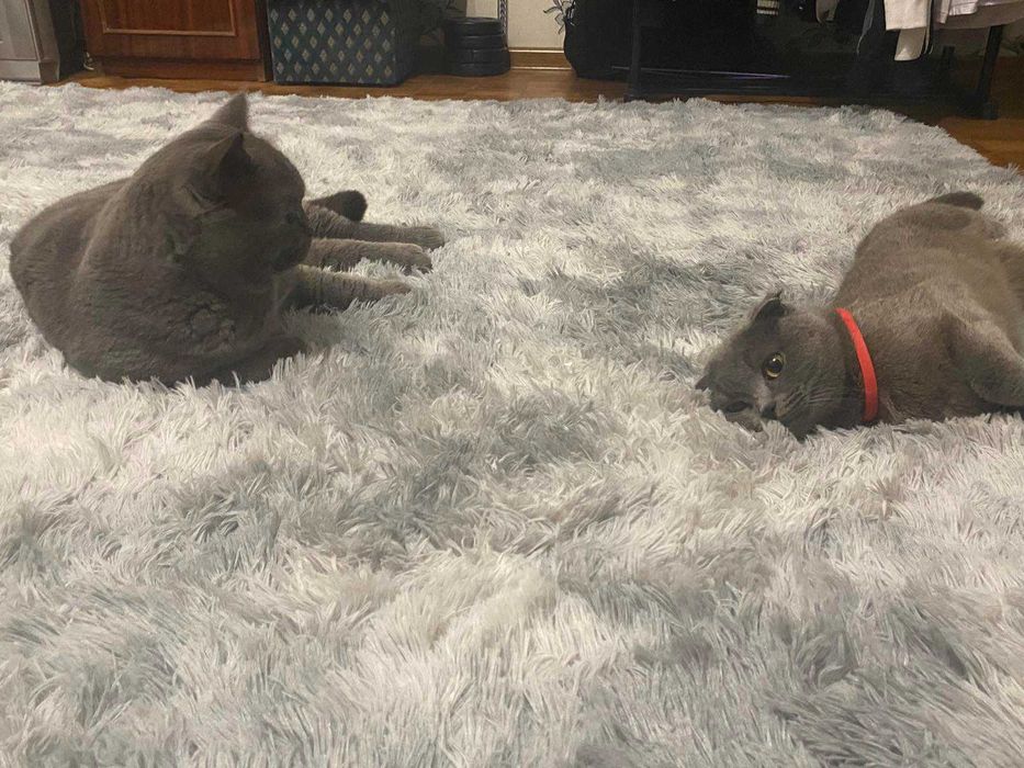 В'язка кота британець самовивіз або розгляну продаж кота. Породистий