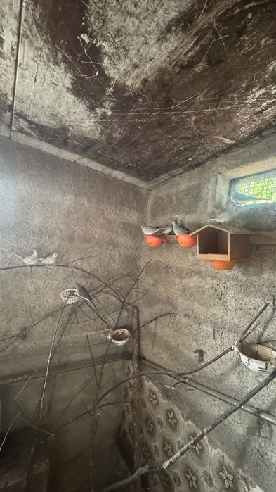 pombos diamante machos.