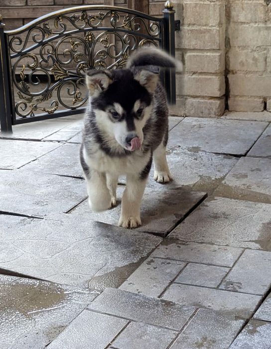 Шоколадного голубоокого