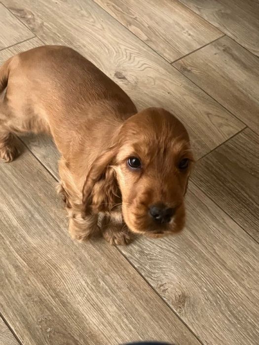 Англійські кокер-спанієлі — енергія, краса і любов!