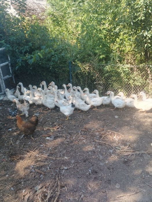 Продам качок мулард