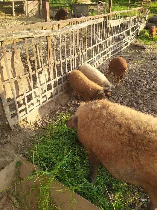 Продам поросну льоху венгерска пухова мангалиця