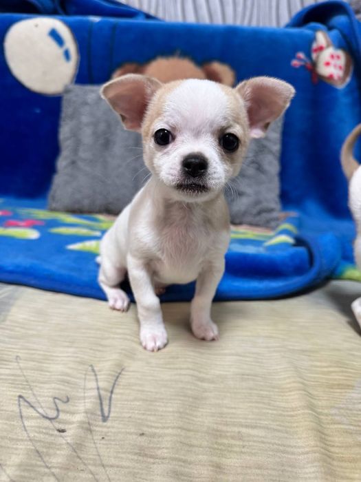 Продам цуценя чихуахуа