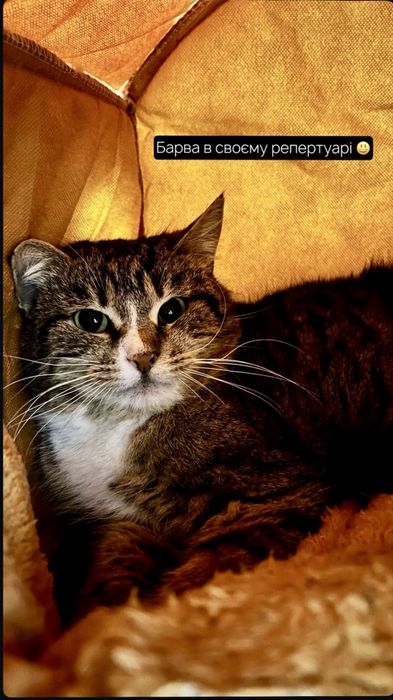 ‼️КИЦЮ ХОЧУТЬ ВИГНАТИ НАЗАД НА СМІТНИК‼️Закінчується платна перетримка‼️