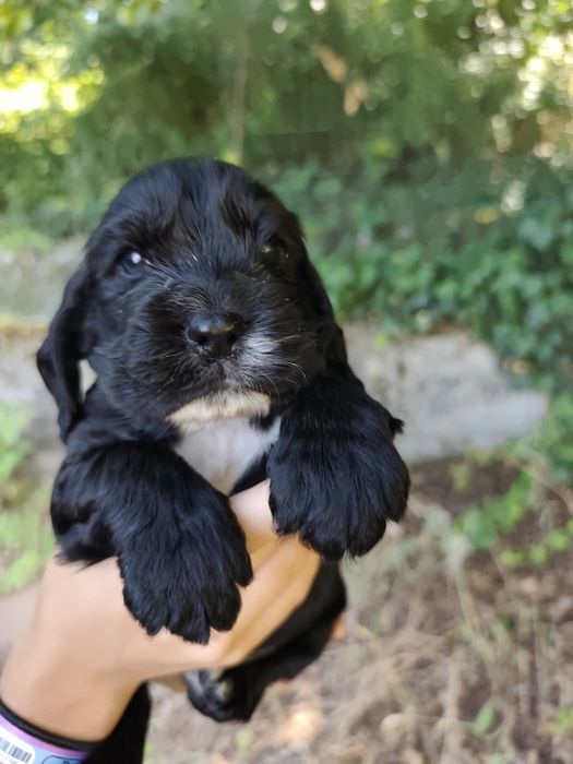 Menino Cocker fofinho