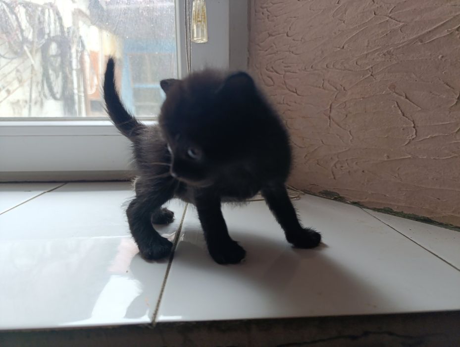 Отдам котёнка в хорошие руки