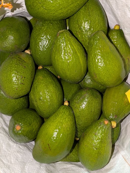 Abacates a 2,5€/kg