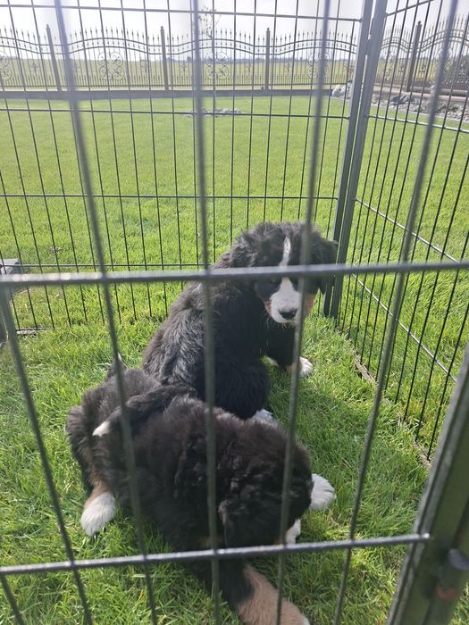 Berneński Pies Pasterski suczka