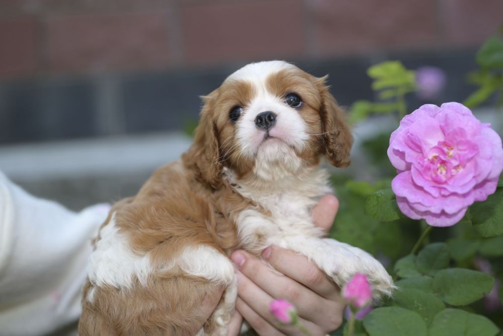 Цуценята з розплідника "Royal Fluffy Diamond"