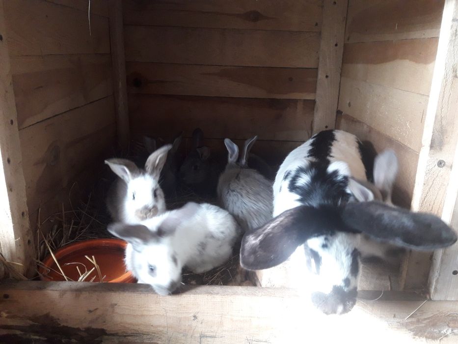 Króliki Belg Srokacz