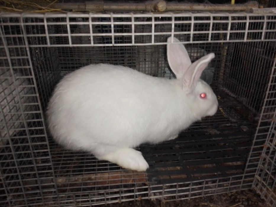 Продам ,недорого, кролики Панон .