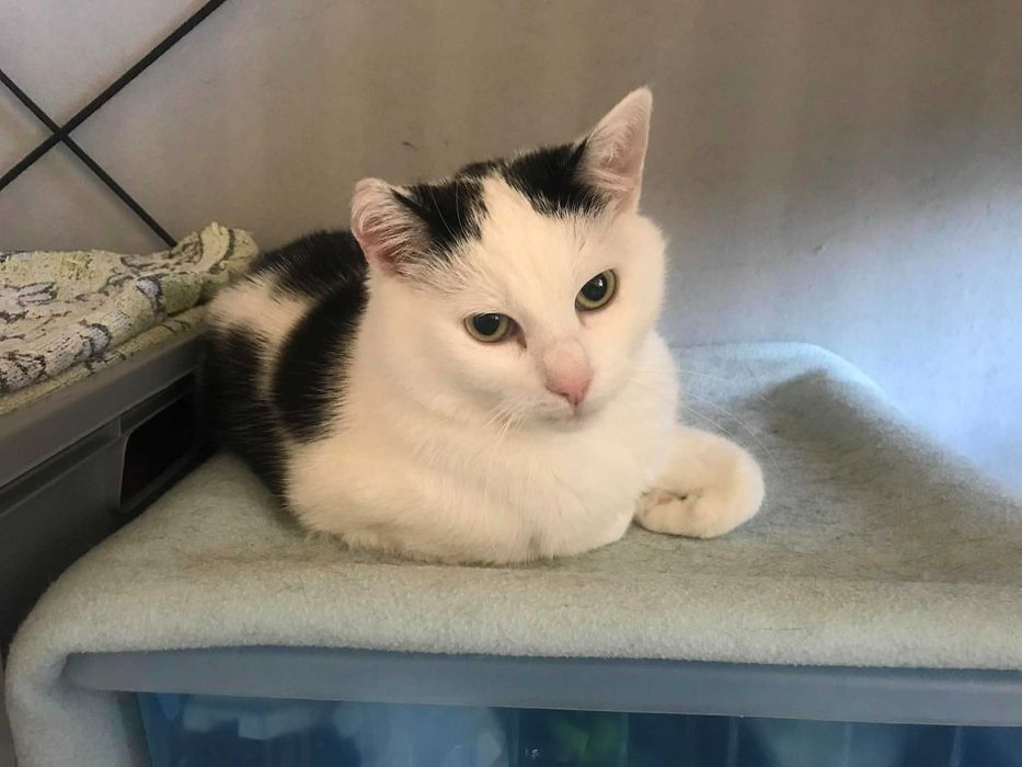 Kotka Czesia szuka cudownego domku