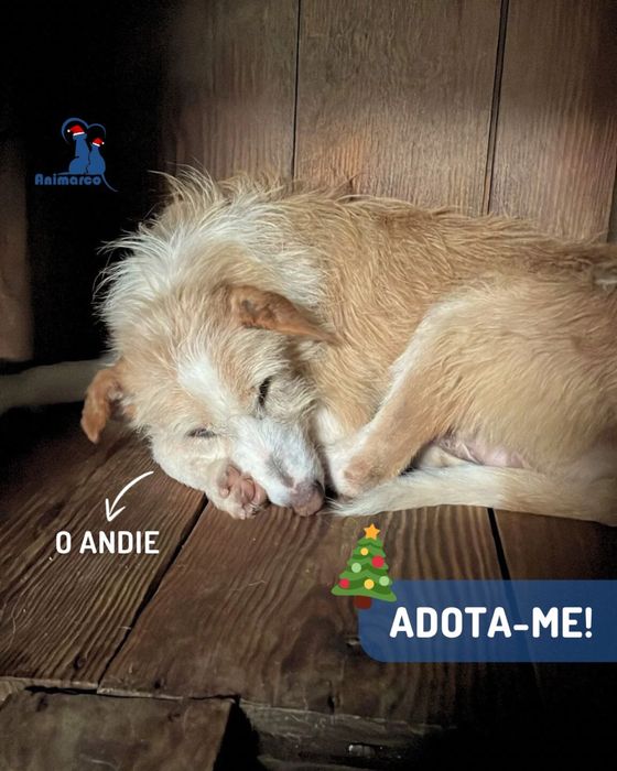 Andie cao de porte medio - grande