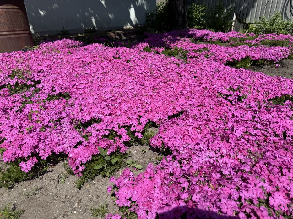 Флокс шилоподібний (Phlox subulata), хоста, примула