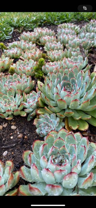 Vendo suculentas diversas