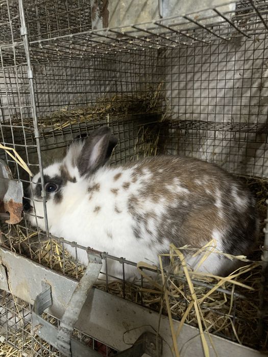 Обмін декоративного кролика