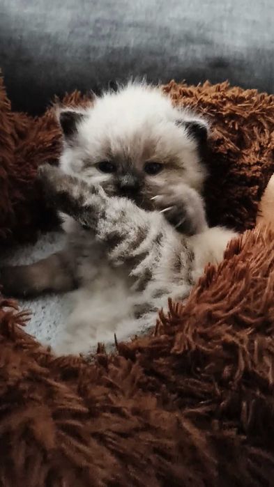 Kociak Neva masquerade/syberyjski