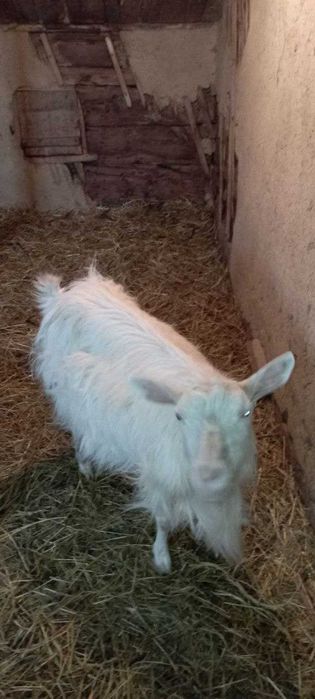 Продаються чудові КОЗИ та ЦАП