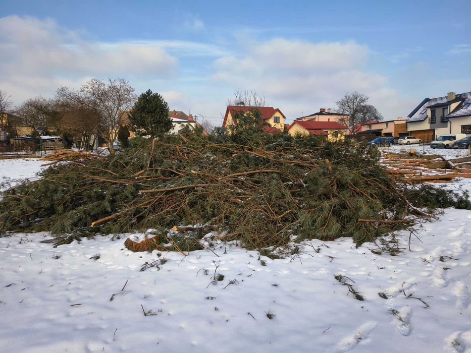Gałęzie - Sosna, brzoza
