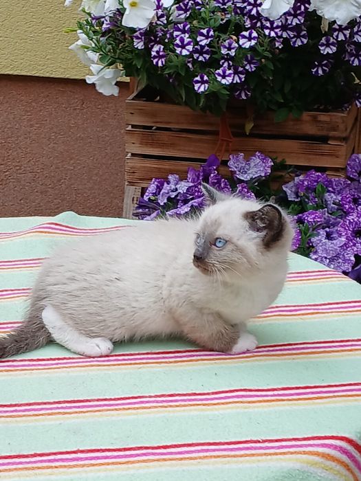 Ragdoll śliczna kotka