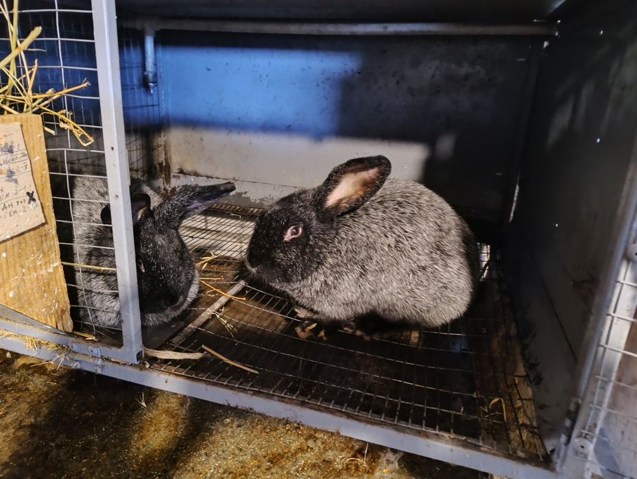 Продам кролі. Термон білий. Полтавське срібло.