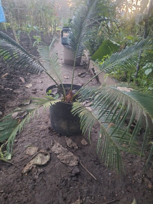 Vendo varias árvores de fruta