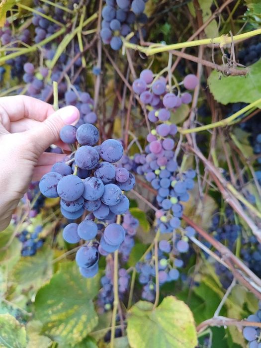 Виноград, Саджанці, Ізабелла, Лідія, Мускат, Одеський чорний, Синій