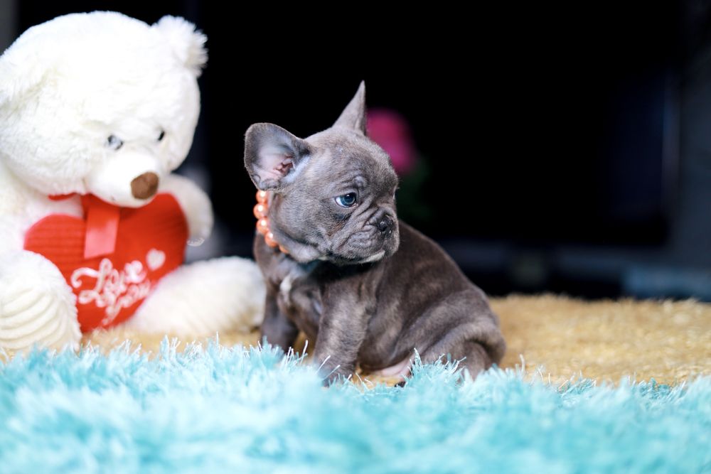 Buldog Francuski Suczka Blue