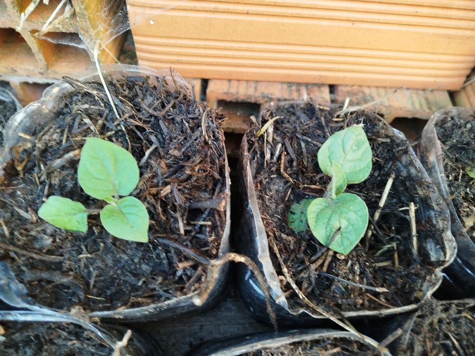 Fisalis/physalis