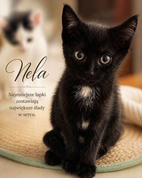 Kot kotka do adopcji ok 12 tygodni