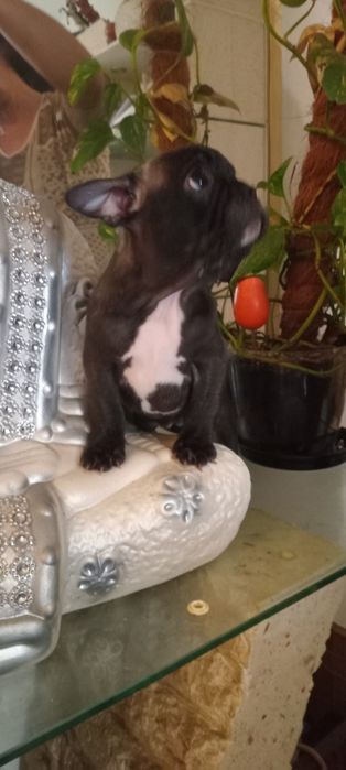 Guardiões quinta dos anjos