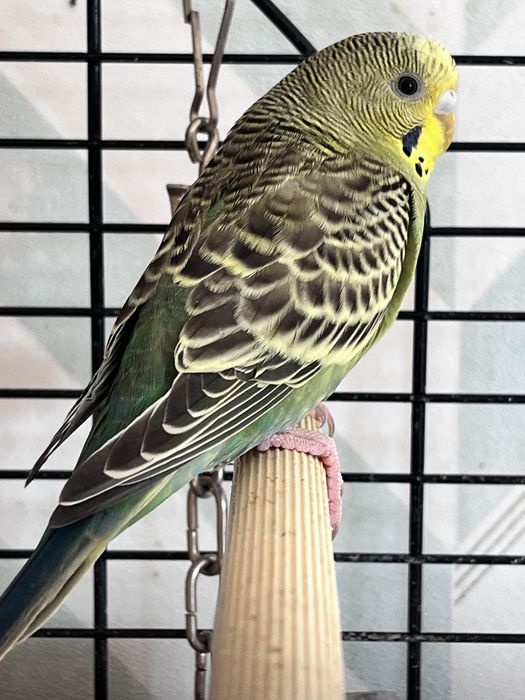 Filhotes de periquito 2 mes