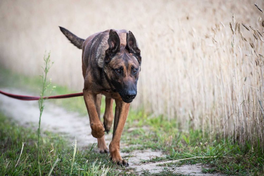 Waleczny Mars szuka swoich ludzi - psiak w typie belg malinois