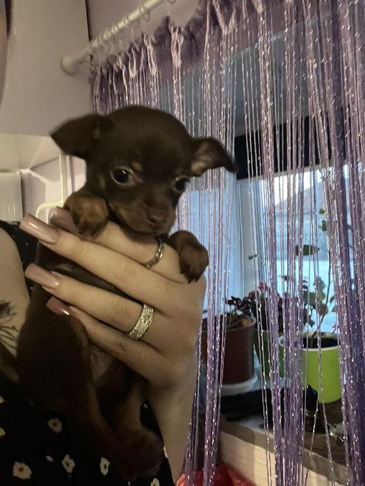 Мацьопа тойчик в пошуках родини